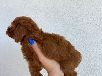50 GÜNLÜK TOY POODLE YAVRULAR