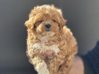 Ankarada yasal çiftlikde ziyarete açık maltipoo