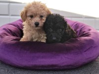 Mini Minnacık Toy Poodle Yavruları