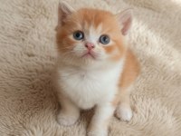 British Shorthair Organik Portakallar