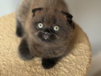 Scottish fold yavrumuz