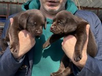 Labrador yavrularımız ruhsatlı çiftliğimizden