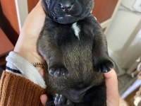 A malinois kalite beslemek isteyenler buyursun