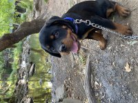 Çok oyuncu rottweiler köpeği