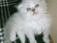 Mavi gözlü british longhair bebeğim
