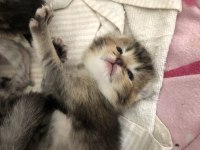 Scottish fold silver tabby