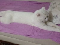 Orjinal sukıtır renkli gözlü erkek van kedisi