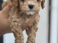Show kalite kore tea cup maltipoo yavrularımız