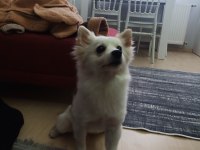 Pomeranian Spitz