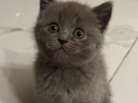Minik british shorthair kedimize yuva arıyoruz
