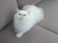 Beyaz Prens İran Kedisi