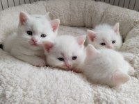 british shorthair özel seri mavi gözlü