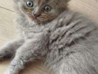 Son Kalan Erkek British Longhair