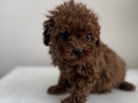 Exotic Pet Club - Korea Poodle
