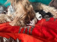 Petmode köpek çiftliğinden show kalite morkie yavrular