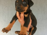 A kalite doberman yavrular