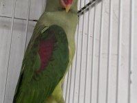 DAMIZLIK DİŞİ ALEXANDER İSKENDER PAPAĞANI