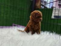 Poodle ailemize katılmak istemez misiniz