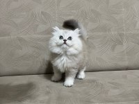 Telime hazır silver erkek british longhair yavrumuz