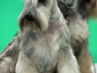 FCI şecereli Miniatute Schnauzer yavruları