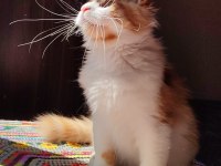 Geleceğin şampiyon adayı safkan şecereli maine coon