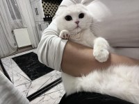 Scottish fold kedimiz 1 yaşında