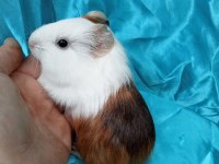 En güzel Amerikan Ginepig Yavrular