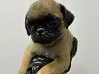 Irk Ve Sağlık Garantili Pug