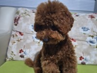 5 Aylik erkek toy poodle