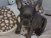 60 günlük erkek french bulldog