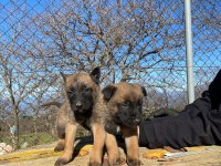 A Kalitede Belçika Kurdu Malinois