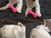 KÖPEĞİMİZ ÜCRETSİZ İSTANBUL BAHÇEŞEHİR DE SAHİPLENDİRİLECEK