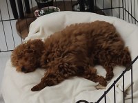 Toy poodle alex