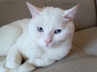 Sokakta bulduk tahmini 1 yaşında british shorthair