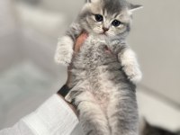 1,5 aylık Scottish Fold ve Straight Yavrularımıza Yuva