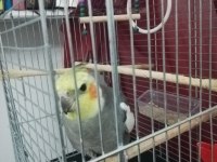 Konuşan Sultan Papağanı Grey Gri Renk