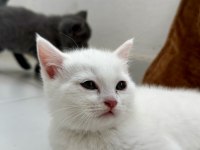 British Shorthair Beyaz Yavrular