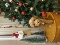 Anne baba belli toy poodle yavru