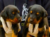 Doberman yavrularımız