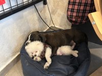 0 numara erkek full aşılı pomeranian