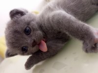 Scottish fold anne ve 2 yavrusu komple