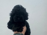 Siyah Toy Poodle Yavrularımız Ömürlük Aileleri Bekliyor