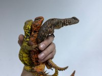 FATURALI EVRAKLI UROMASTYX