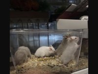 BİZE ULAŞIN HAMSTER ADRESİNİZE GELSİN