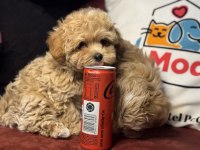 Ankarada ziyarete açık kore maltipoo yavrular