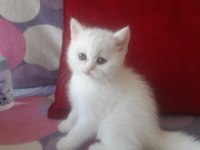 50 Günlük Beyaz British Shorthair Yavrumuz Dişi