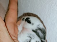 Tavşan yavrusu 1 aylık