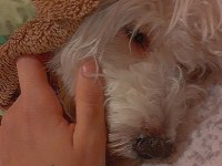 8 aylık köpeğimiz acil verilecektir