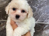 Minyatür orjinal maltipoo
