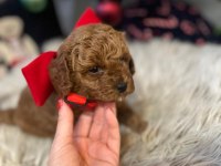 40 günlük toy poodle yavruları